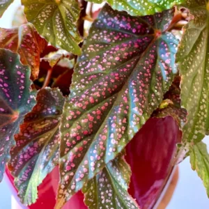 Maculata Pink Spot Begonia Plant - Indoor Houseplant - 4-7'' Tall - Polka Dot Begonia