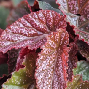 Maculata Pink Spot Begonia Plant - Indoor Houseplant - 4-7'' Tall - Polka Dot Begonia