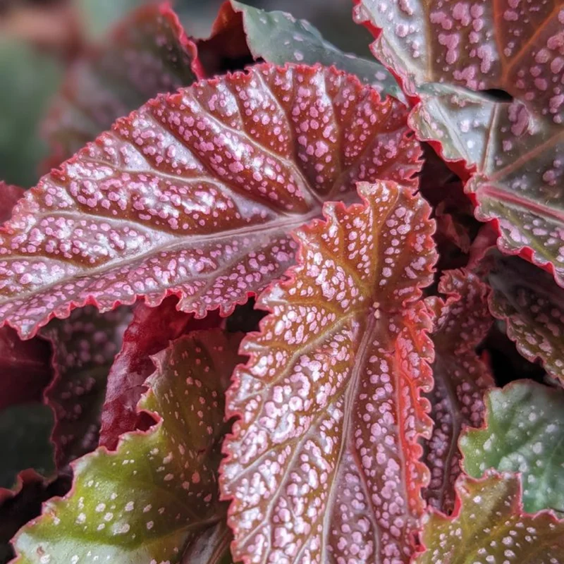 Maculata Pink Spot Begonia Plant - Indoor Houseplant - 4-7'' Tall - Polka Dot Begonia