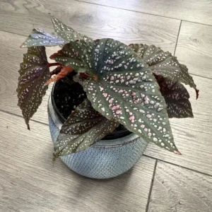 Maculata Pink Spot Begonia Plant - Indoor Houseplant - 4-7'' Tall - Polka Dot Begonia