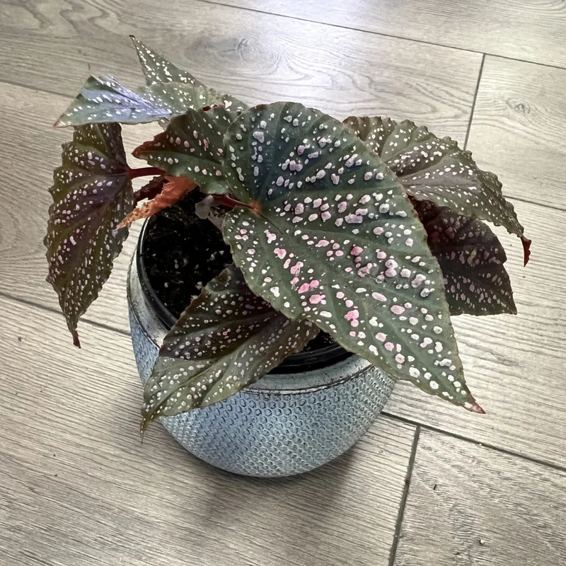 Maculata Pink Spot Begonia Plant - Indoor Houseplant - 4-7'' Tall - Polka Dot Begonia