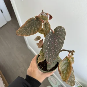 Maculata Pink Spot Begonia Plant - Indoor Houseplant - 4-7'' Tall - Polka Dot Begonia
