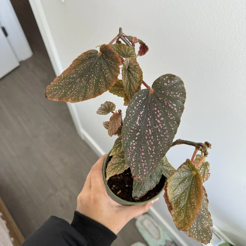 Maculata Pink Spot Begonia Plant - Indoor Houseplant - 4-7'' Tall - Polka Dot Begonia