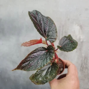 Maculata Pink Spot Begonia Plant - Indoor Houseplant - 4-7'' Tall - Polka Dot Begonia
