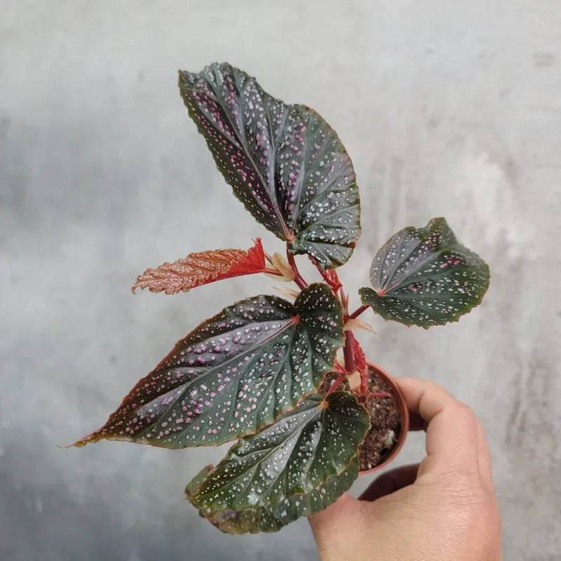 Maculata Pink Spot Begonia Plant - Indoor Houseplant - 4-7'' Tall - Polka Dot Begonia