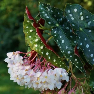 Maculata Spot Begonia Plant - Live Indoor Houseplant - 4-7'' Tall - Decorative Foliage