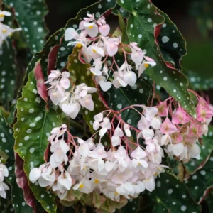 Maculata Spot Begonia Plant - Live Indoor Houseplant - 4-7'' Tall - Decorative Foliage