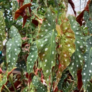 Maculata Spot Begonia Plant - Live Indoor Houseplant - 4-7'' Tall - Decorative Foliage