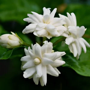 Maid of Orleans Jasmine Fragrant Plant 4-6 Inch - Flowering Vine