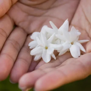 Maid of Orleans Jasmine Fragrant Plant 4-6 Inch - Flowering Vine