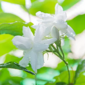 Maid of Orleans Jasmine Fragrant Plant 4-6 Inch - Flowering Vine