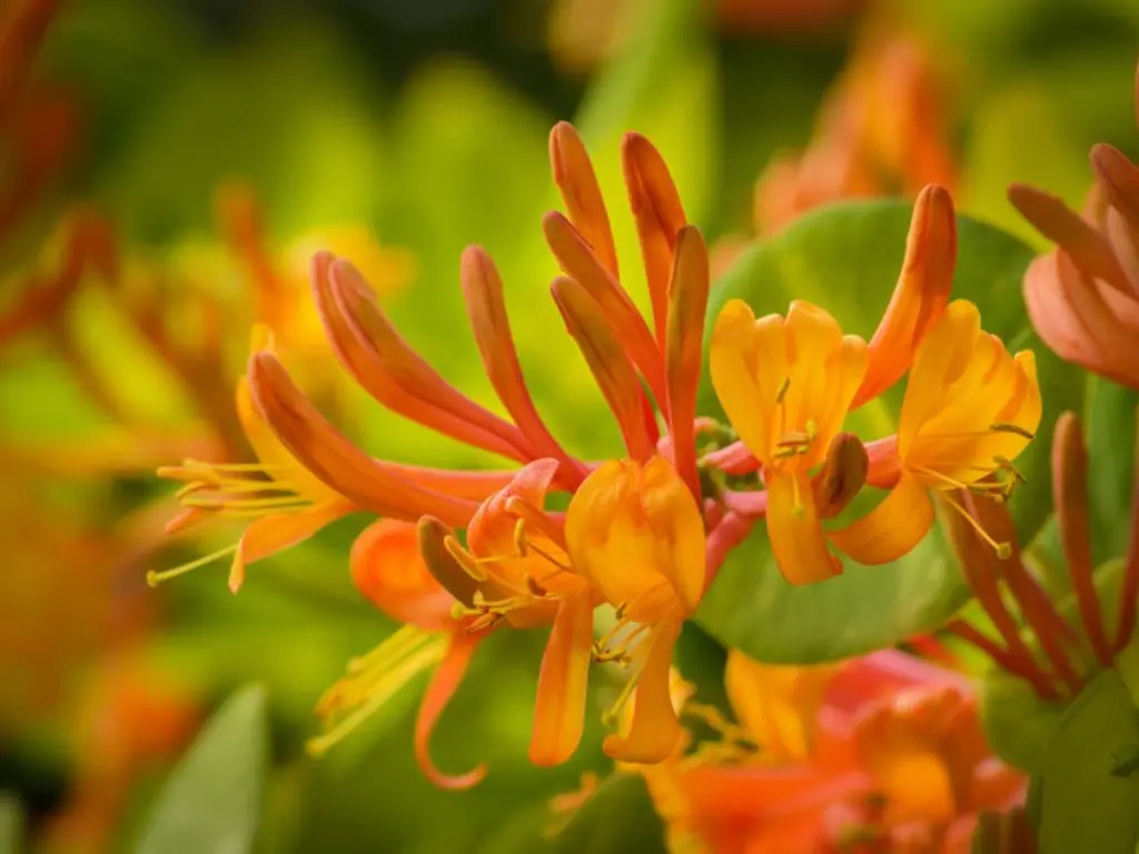 Mandarin honeysuckle