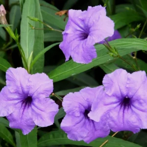 Mexican Petunia Live Plants - Set of 2 Purple Ruellia Brittoniana 4-7 Inch