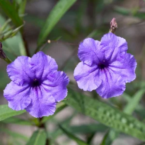 Mexican Petunia Live Plants - Set of 2 Purple Ruellia Brittoniana 4-7 Inch