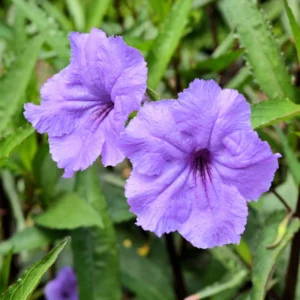 Mexican Petunia Live Plants - Set of 2 Purple Ruellia Brittoniana 4-7 Inch