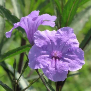 Mexican Petunia Live Plants - Set of 2 Purple Ruellia Brittoniana 4-7 Inch