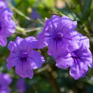 Mexican Petunia Live Plants - Set of 2 Purple Ruellia Brittoniana 4-7 Inch