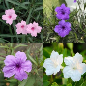 Mexican Petunia Plants Live Set - Ruellia Brittoniana - 4-7 Inch Mix