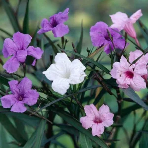 Mexican Petunia Plants Live Set - Ruellia Brittoniana - 4-7 Inch Mix
