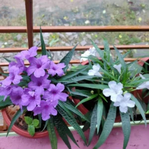 Mexican Petunia Plants Live Set - Ruellia Brittoniana - 4-7 Inch Mix