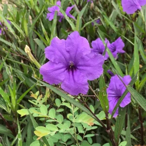 Mexican Petunia Plants Live Set - Ruellia Brittoniana - 4-7 Inch Mix