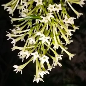 Night Blooming Jasmine Plant - 4-6 Inch Fragrant Specimen