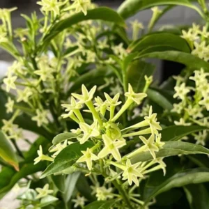 Night Blooming Jasmine Plant - 4-6 Inch Fragrant Specimen