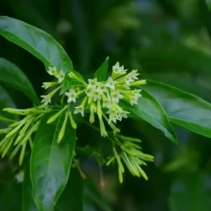 Night Blooming Jasmine Plant - 4-6 Inch Fragrant Specimen