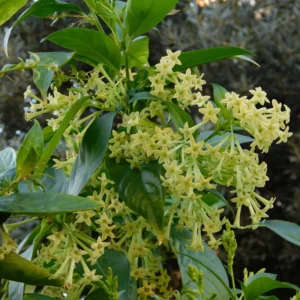 Night Blooming Jasmine Plant 5-7'' Tall - Fragrant Night Blooms