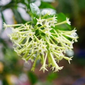Night Blooming Jasmine Plant 5-7'' Tall - Fragrant Night Blooms