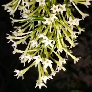 Night Blooming Jasmine Plant 5-7'' Tall - Fragrant Night Blooms