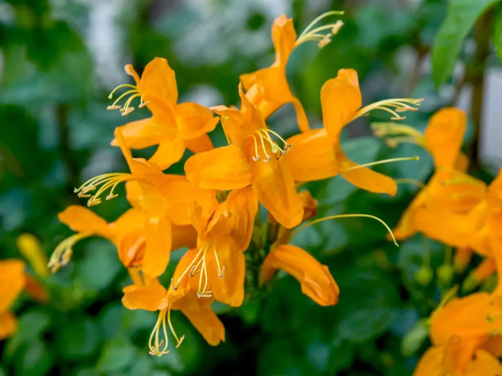 Orange Cape Bush (Tecomaria capensis)