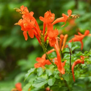 Orange Cape Honeysuckle Vine - 3-5 Inch Starter Plant - Vibrant Blooms
