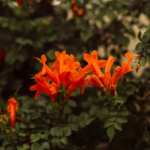 Orange Cape Honeysuckle Vine - 3-5 Inch Starter Plant - Vibrant Blooms