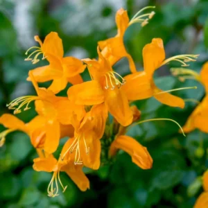 Orange Cape Honeysuckle Vine - 3-5 Inch Starter Plant - Vibrant Blooms