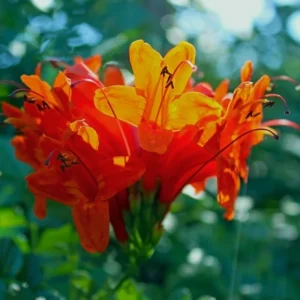 Orange Cape Honeysuckle Vine - 3-5 Inch Starter Plant - Vibrant Blooms