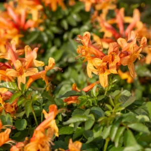 Orange Cape Honeysuckle Vine - 3-5 Inch Starter Plant - Vibrant Blooms