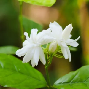 Orleans Sambac Jasmine Vine 5-7'' Tall - Maid of Orleans - Fragrant White Flowers