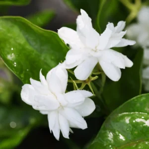 Orleans Sambac Jasmine Vine 5-7'' Tall - Maid of Orleans - Fragrant White Flowers