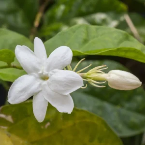 Orleans Sambac Jasmine Vine 5-7'' Tall - Maid of Orleans - Fragrant White Flowers