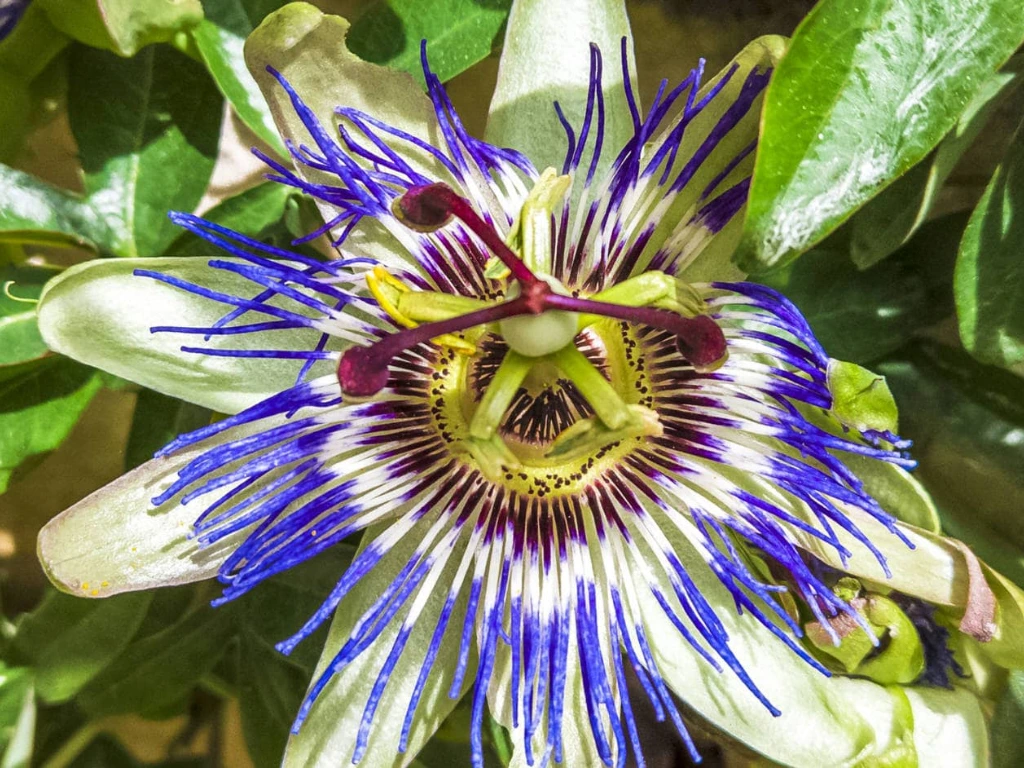 Passiflora Caerulea (Blue Passionflower)