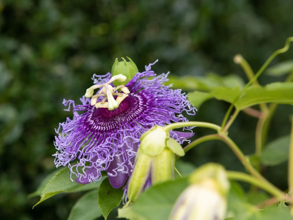 Passiflora Incarnata (Purple Passionflower)