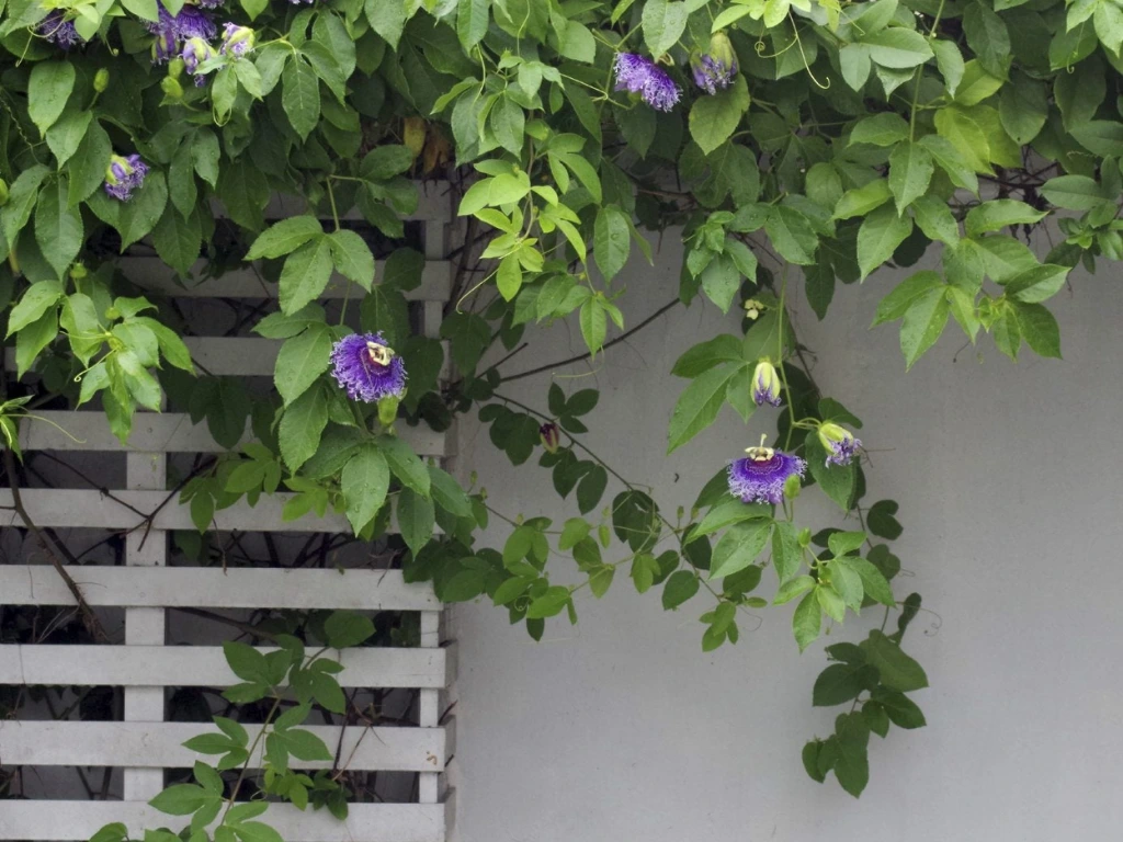 Passion Flower Vine