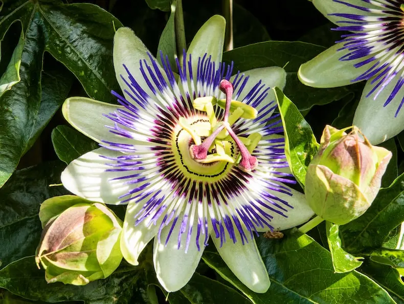 Passion Flower Vines