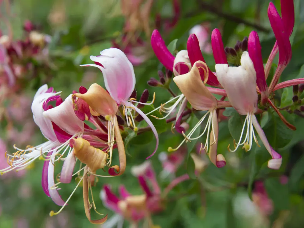 Peaches and Cream Honeysuckle vine