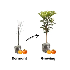 Persimmon Tree Set of 5 - Bare Root Fruit Trees Outdoor Planting