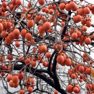 Persimmon Tree Set of 5 - Bare Root Fruit Trees Outdoor Planting