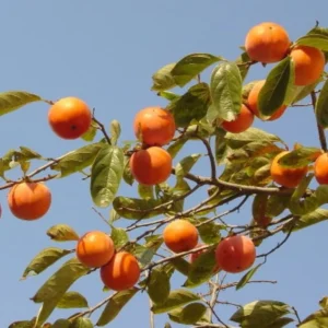 Persimmon Tree Set of 5 - Bare Root Fruit Trees Outdoor Planting