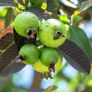 Pineapple Guava Plant Tropical Fruit Tree - 4-6 Inch Sapling