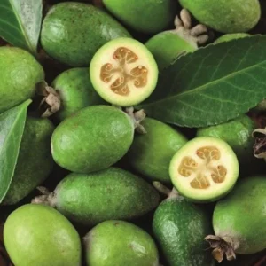 Pineapple Guava Plant Tropical Fruit Tree - 4-6 Inch Sapling